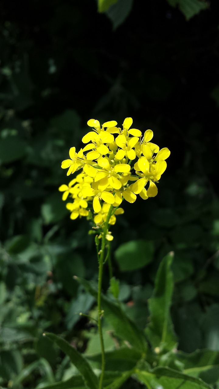 canola summer nature free photo