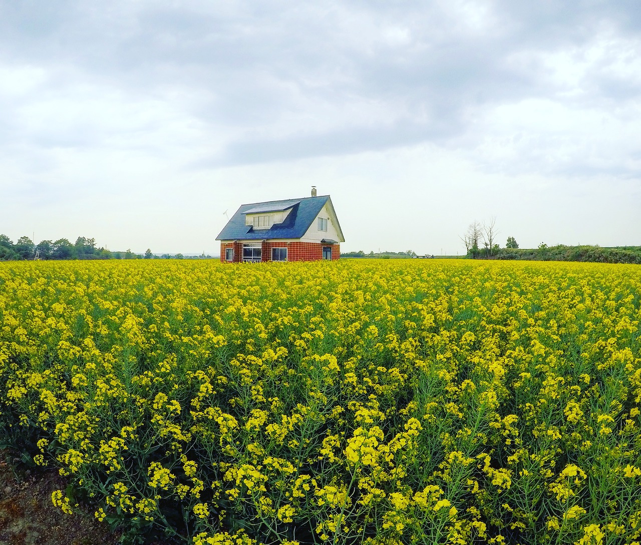 canola  red house  canola oil free photo