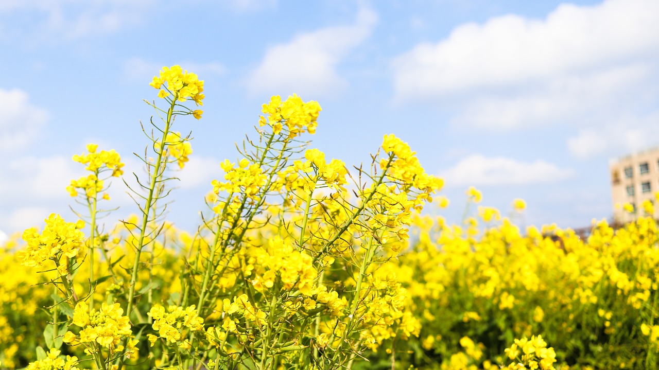 canola  oilseed rape  rape blossoms free photo