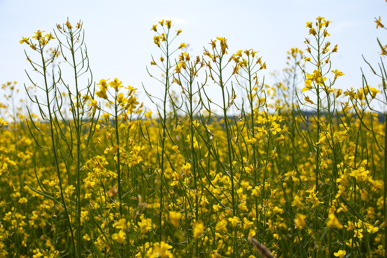 canola  summer  cultivation free photo