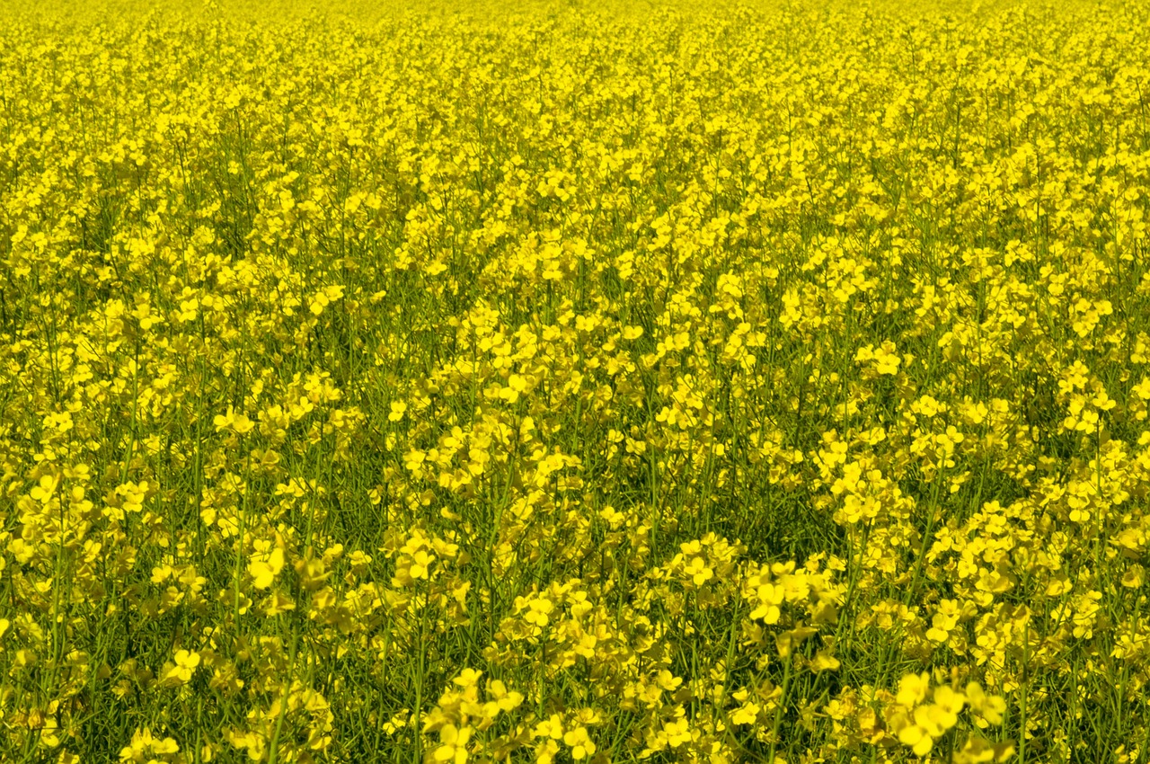 canola field yellow free photo