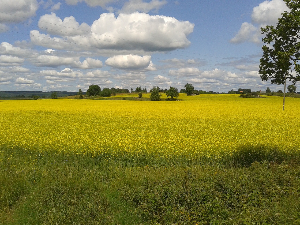 canola oilseeds yellow free photo