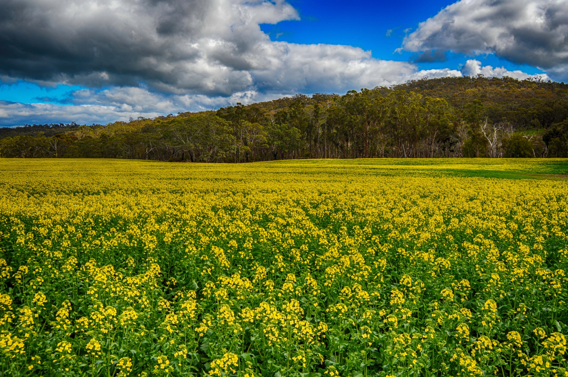 canola crop agriculture free photo