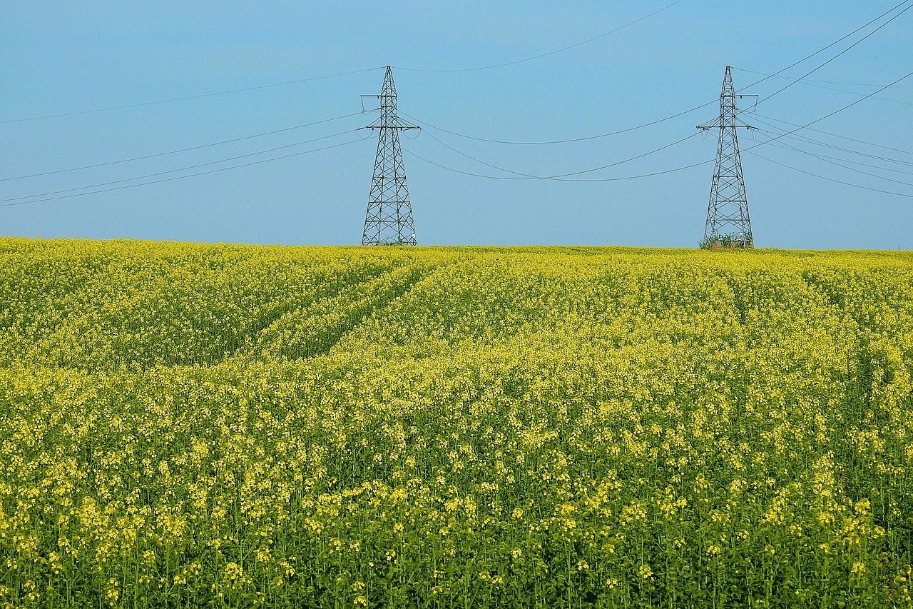 canola field  sky  landscape free photo