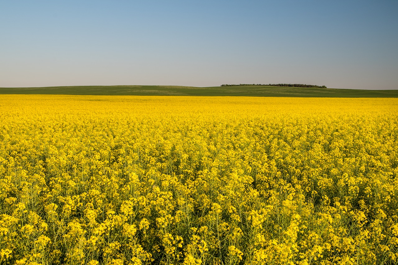 canola field  yellow fields  rapeseed free photo