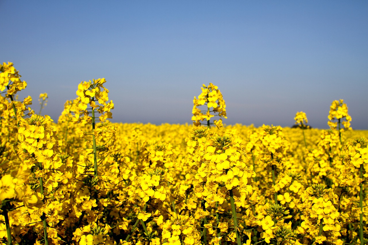 canola field  oilseed rape  yellow free photo