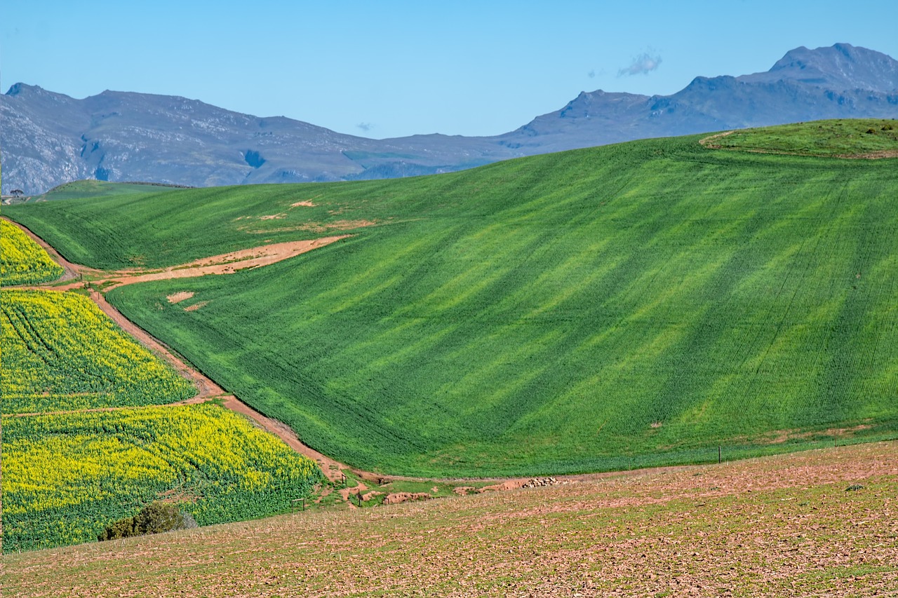 canola fields  rolling hills  cultivation free photo