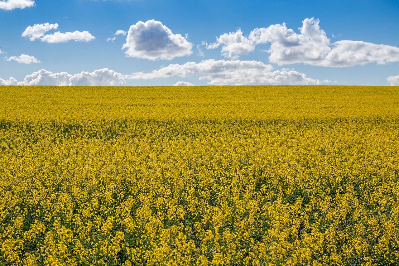 canola fields  agriculture  rape free photo