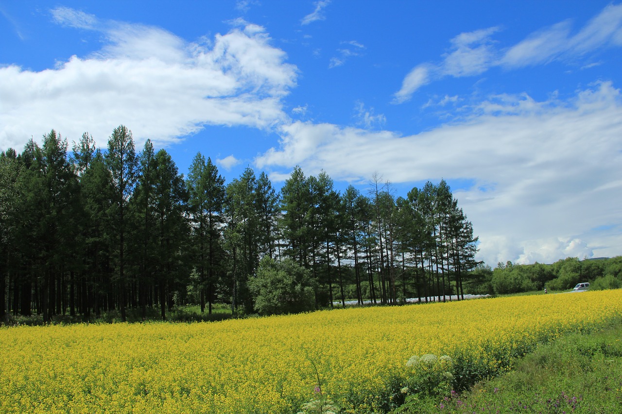 canola flower field blue sky white cloud free photo