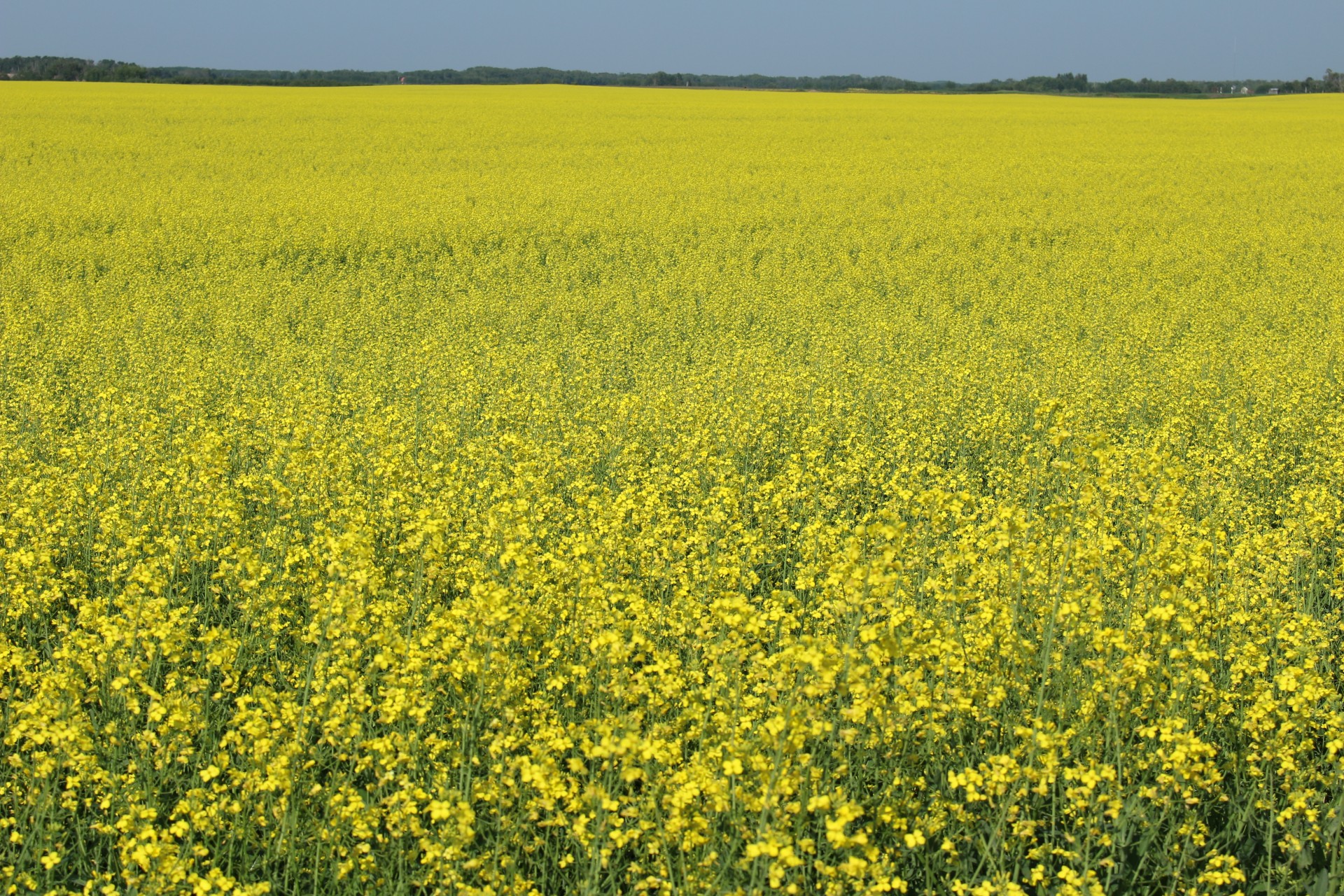 canola plant crop free photo