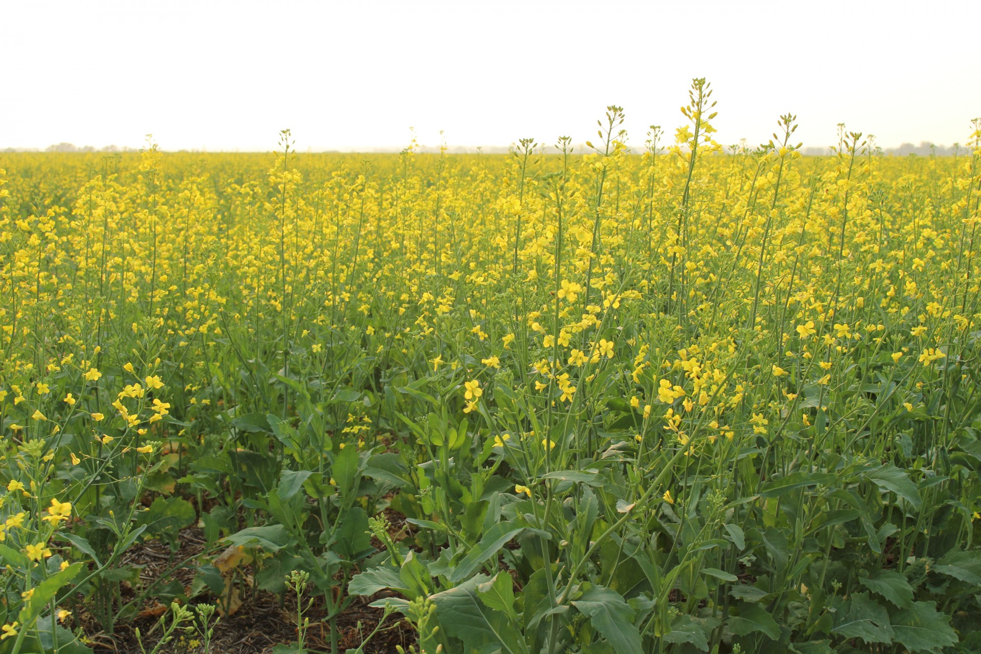 canola plant crop free photo