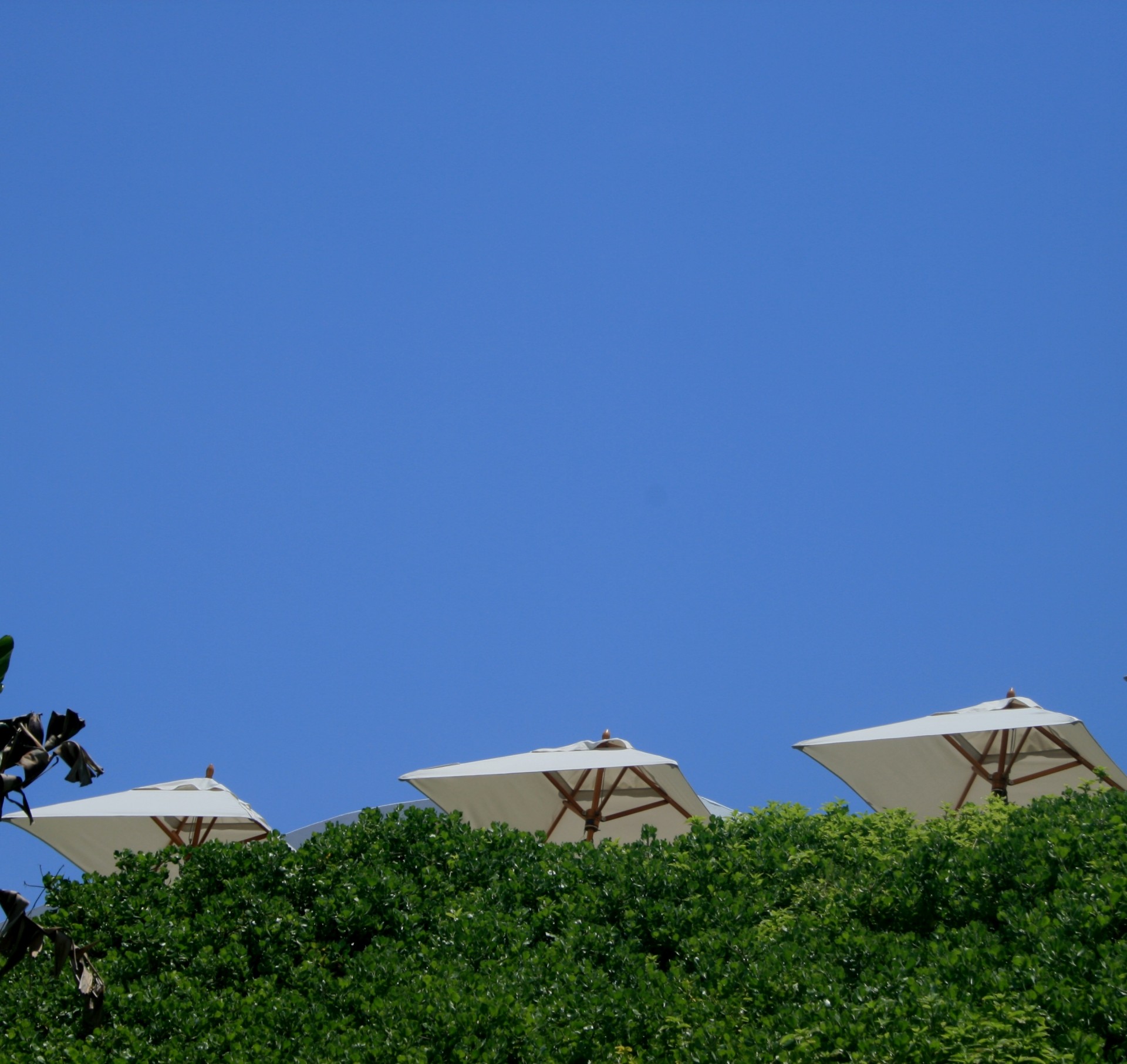 sky blue canopies free photo