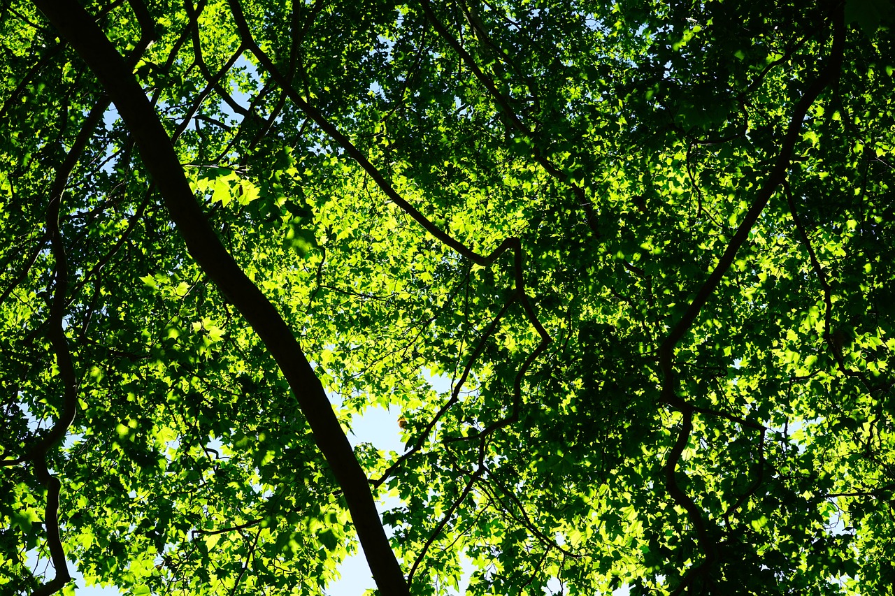 canopy green leaves free photo