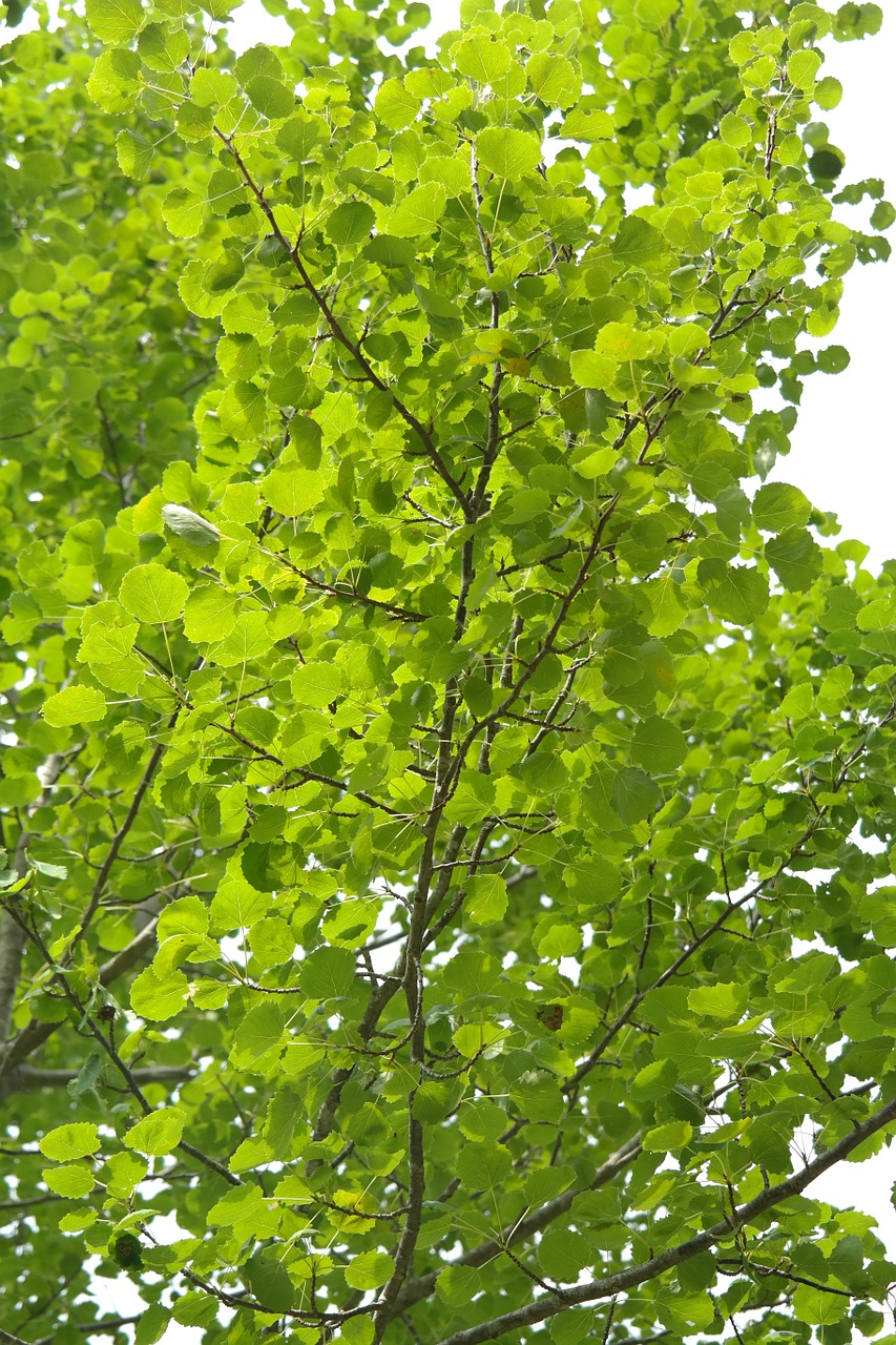 canopy leaves foliage free photo