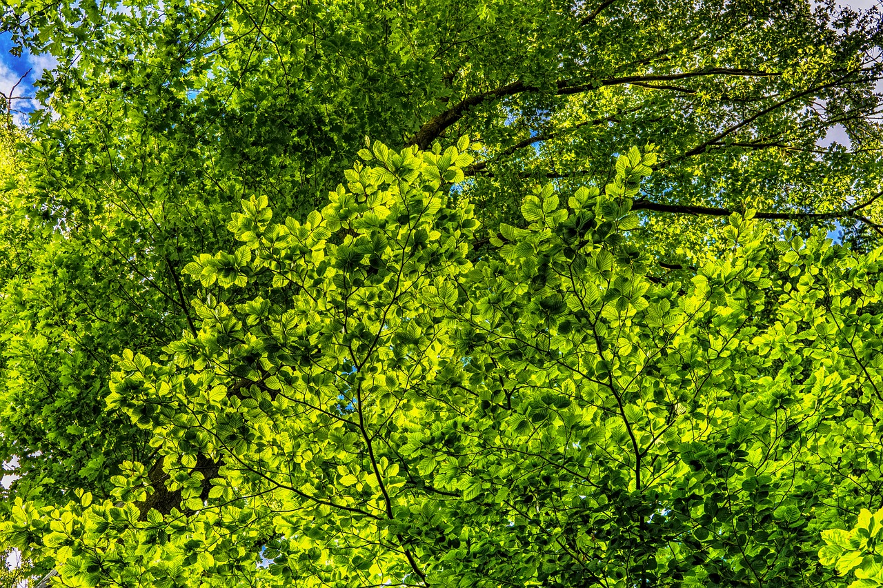 canopy green leaves free photo