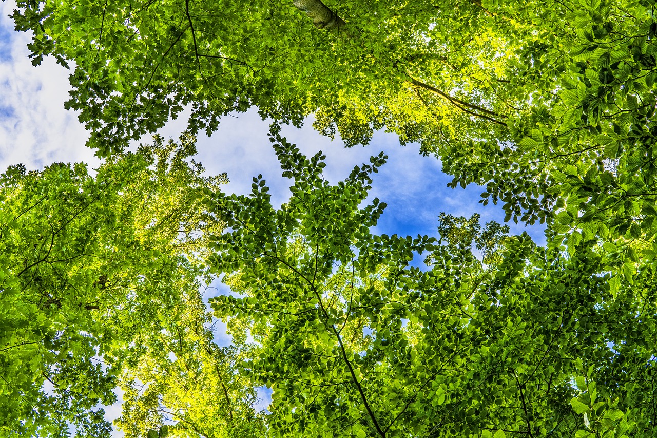 canopy green leaves free photo