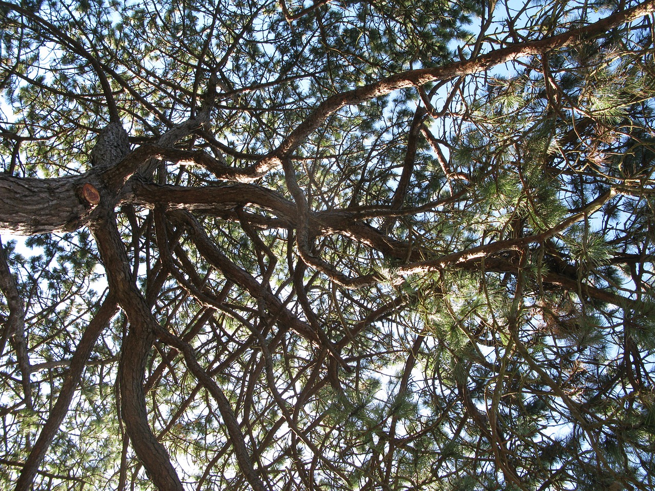 canopy nature tree free photo