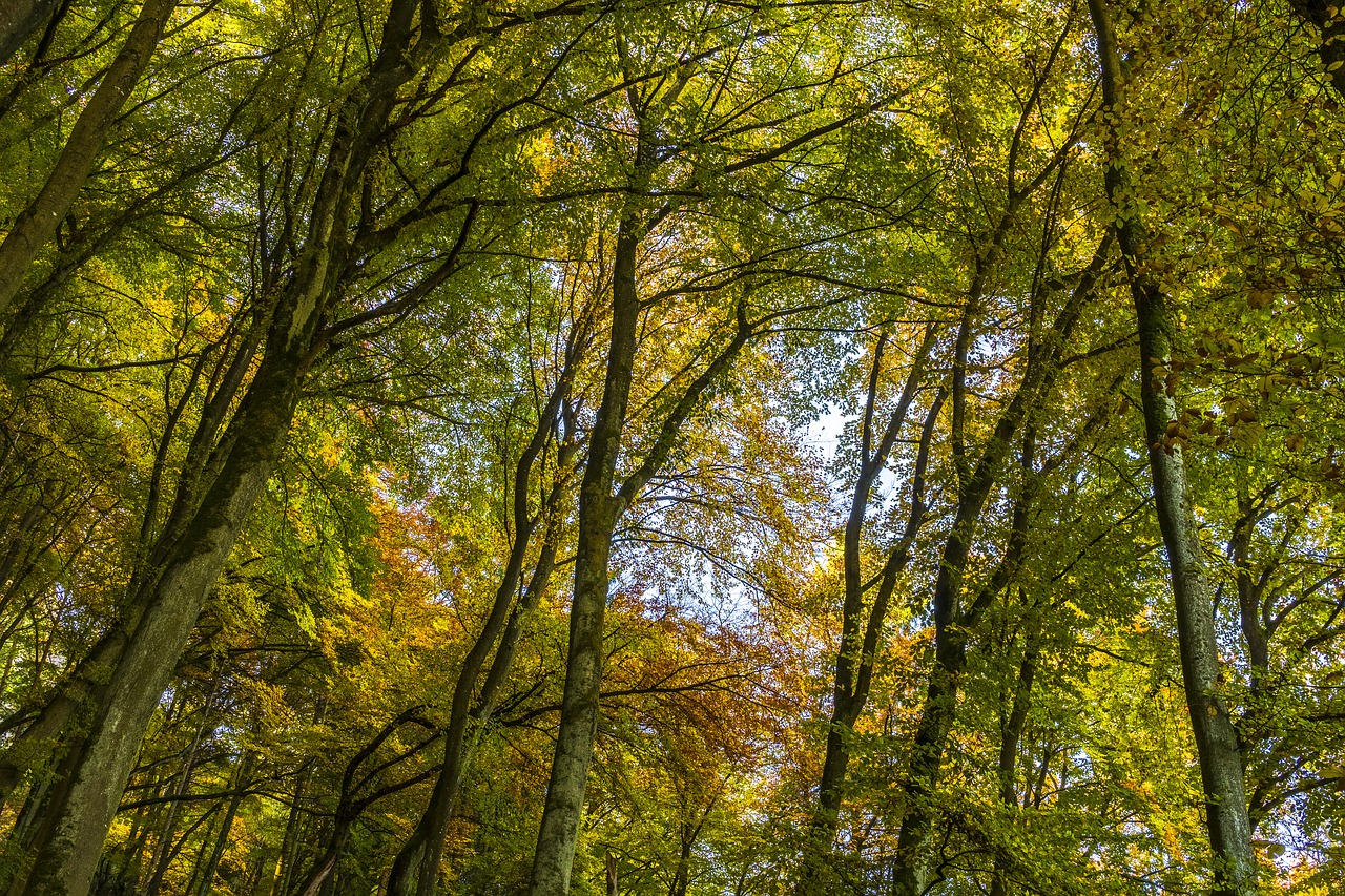 canopy autumn farbenpracht free photo