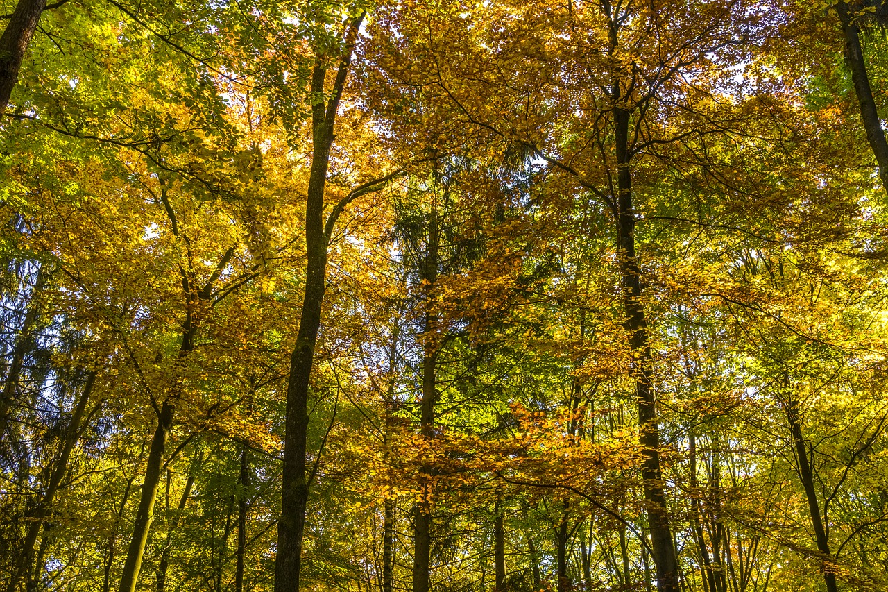 canopy autumn forest free photo