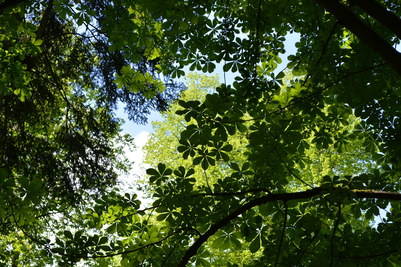 canopy  leaves  trees free photo