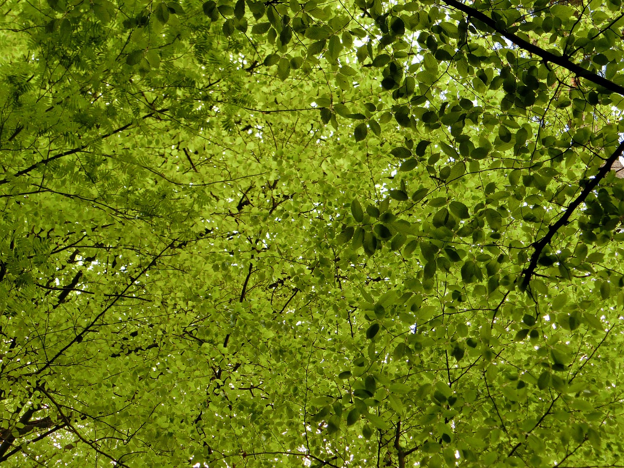 canopy deciduous trees leaves free photo