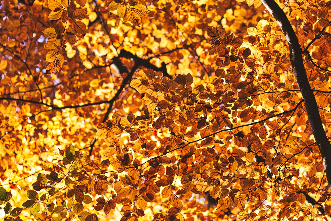 canopy  autumn  leaves free photo