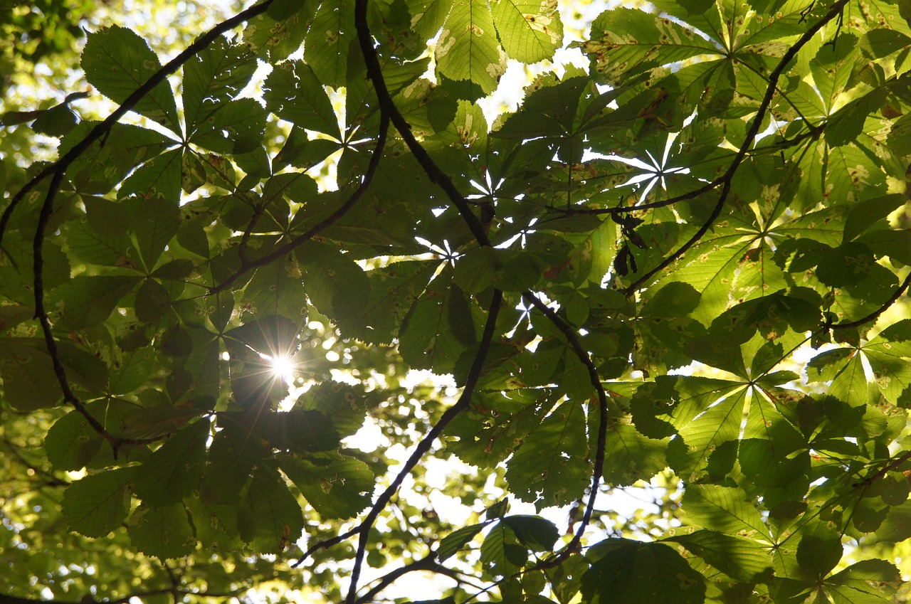 canopy sun summer free photo