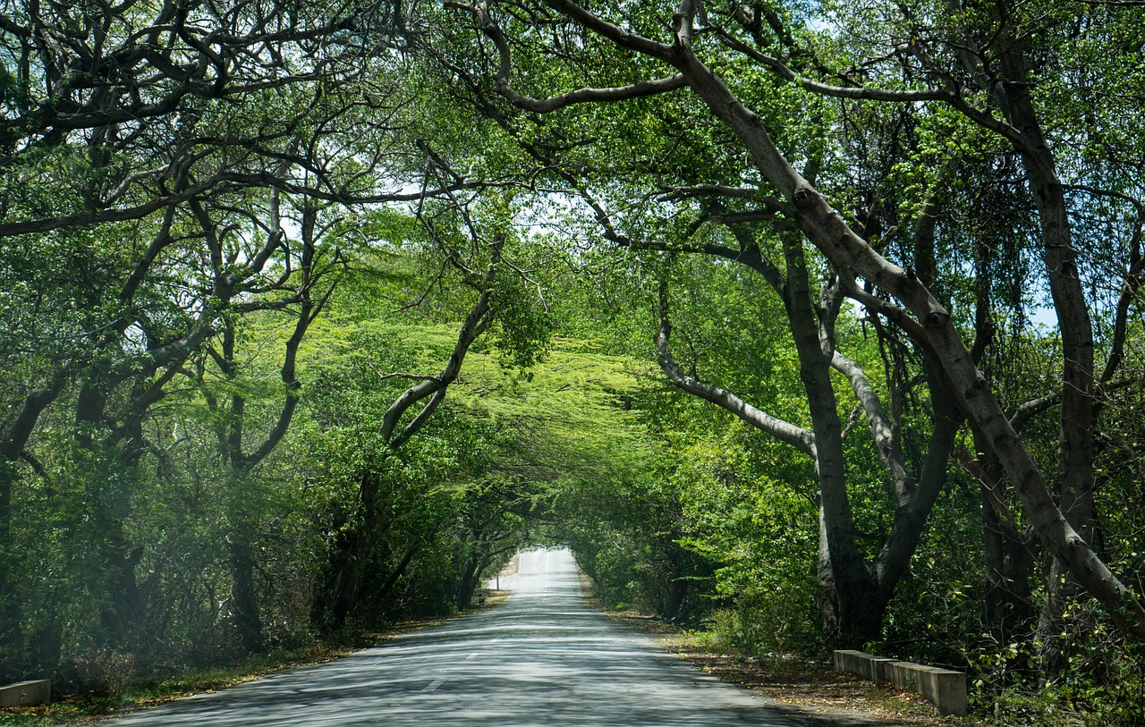 canopy trees forest free photo