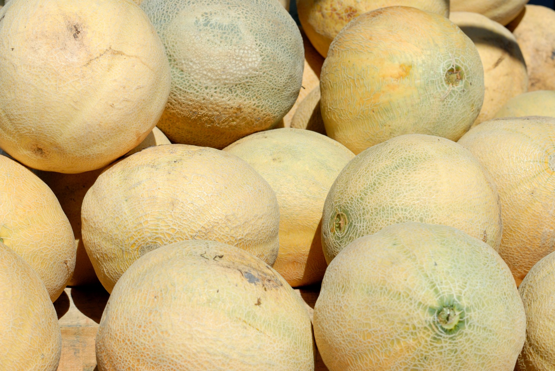 melon closeup isolated free photo