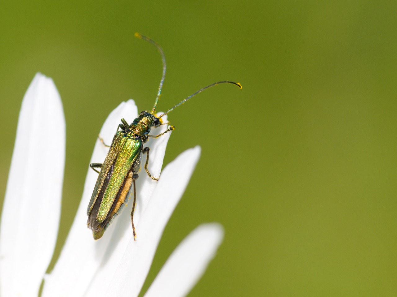 cantharis insect macro free photo