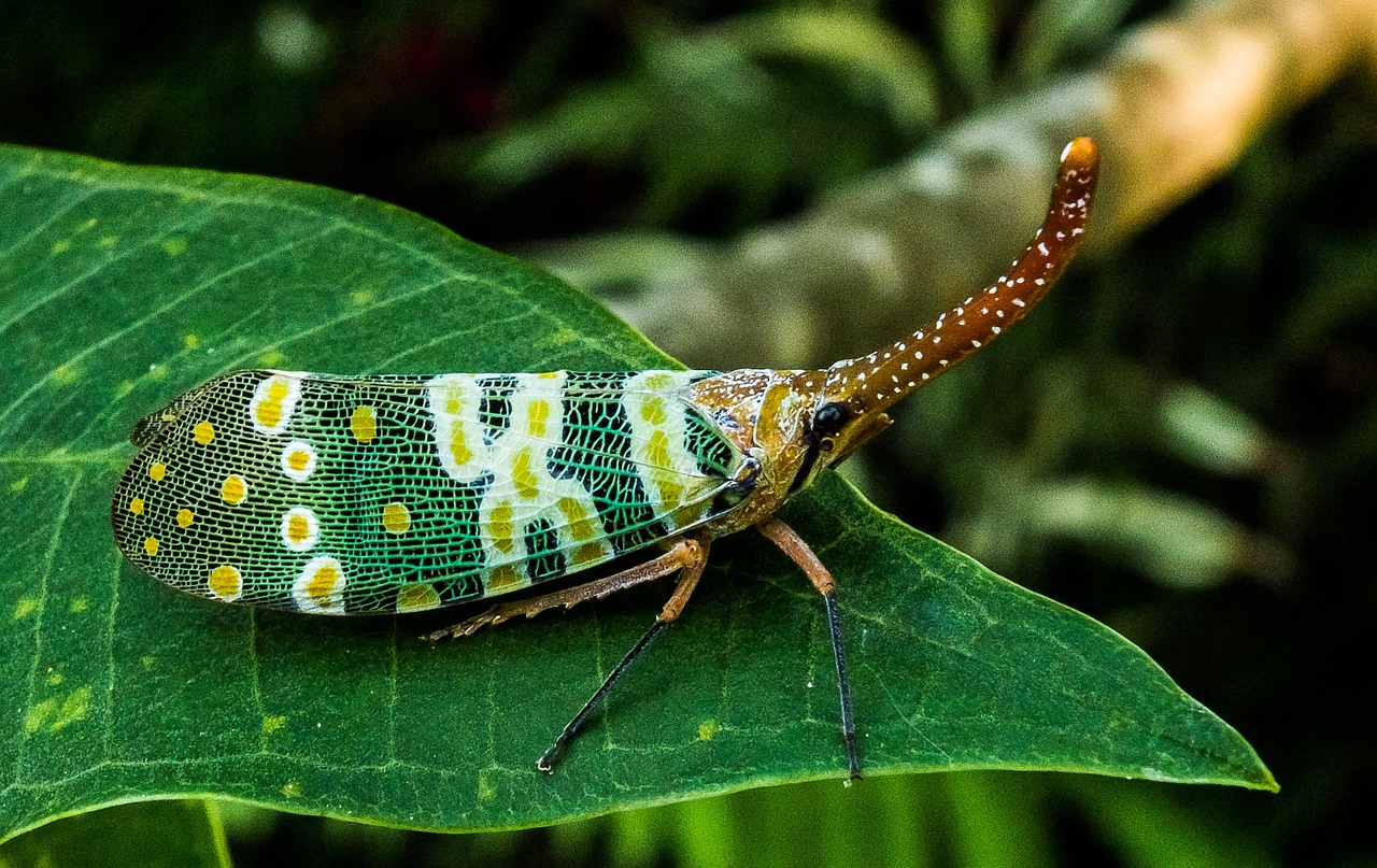 canthigaster cicada fulgoromorpha insect free photo