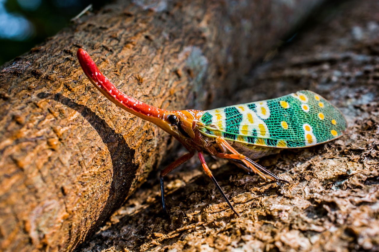 canthigaster cicada cicada insect free photo