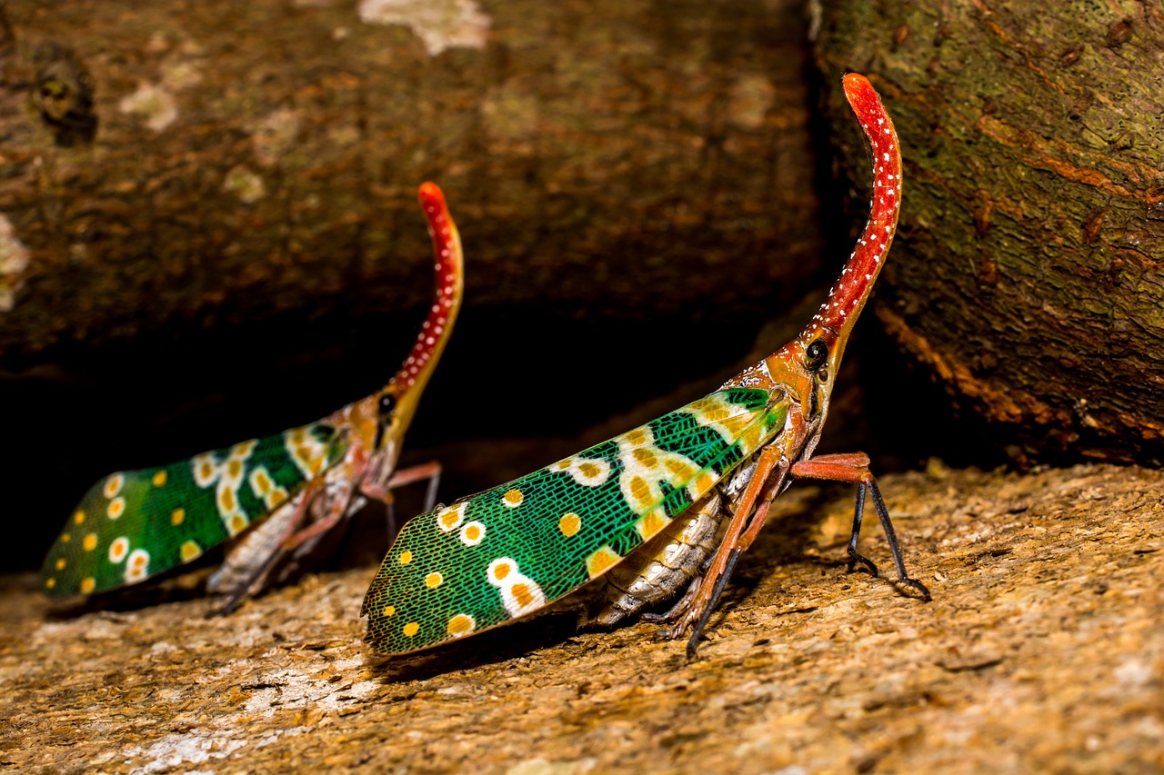 canthigaster cicada fulgoromorpha insect free photo