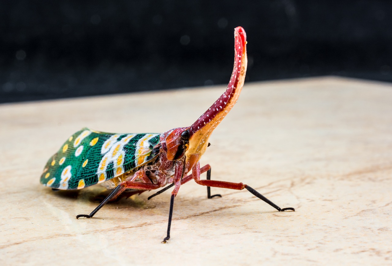 canthigaster cicada fulgoromorpha insect free photo