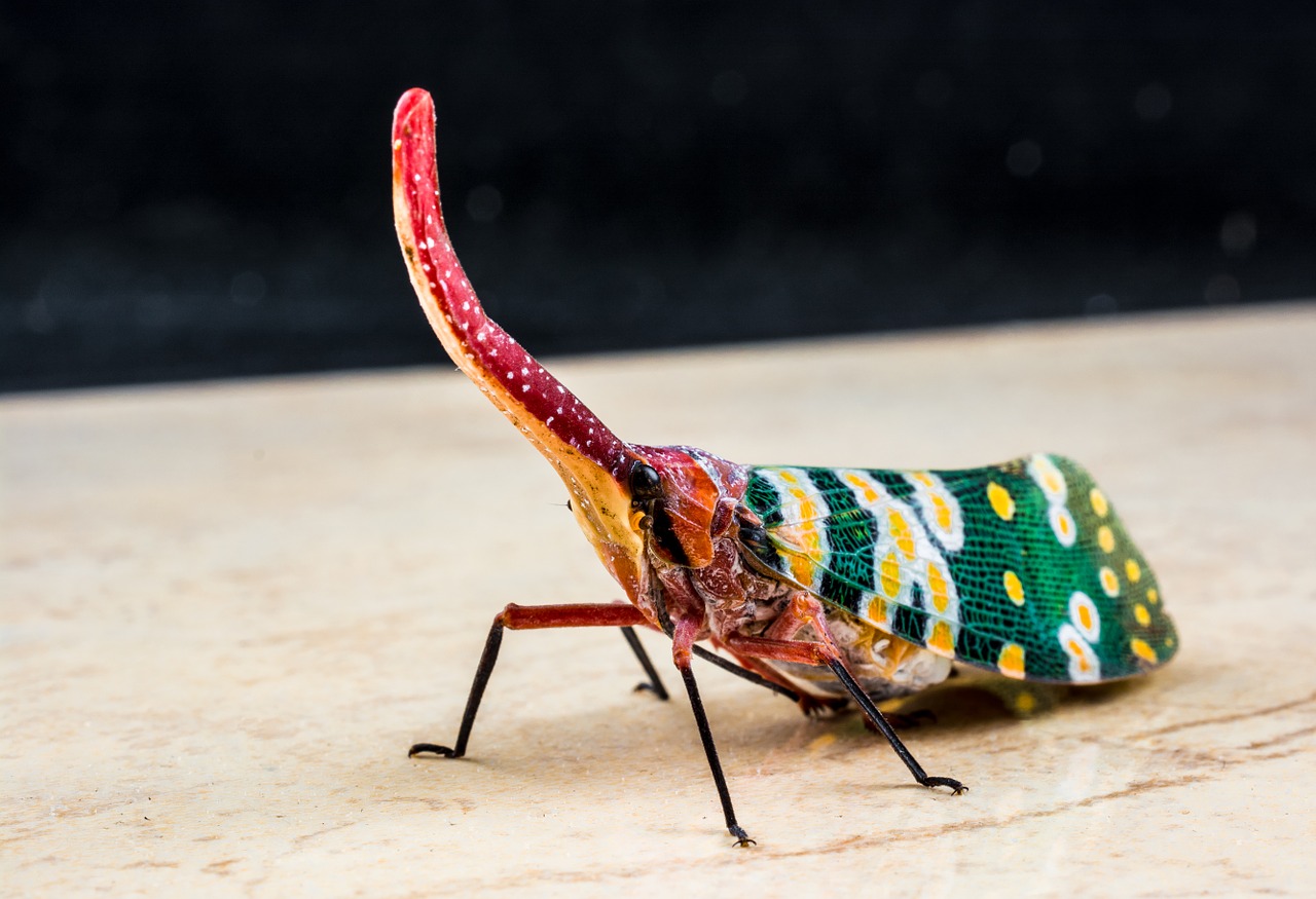 canthigaster cicada fulgoromorpha insect free photo