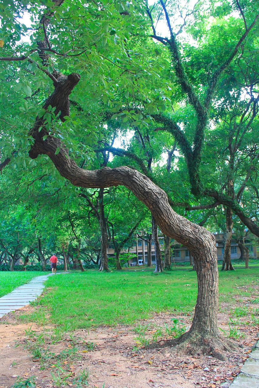 canton sun yat-sen university green free photo