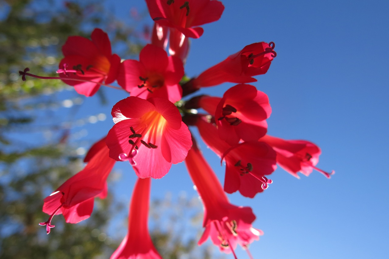 cantua buxifolia the national flower of peru hummingbird flower free photo