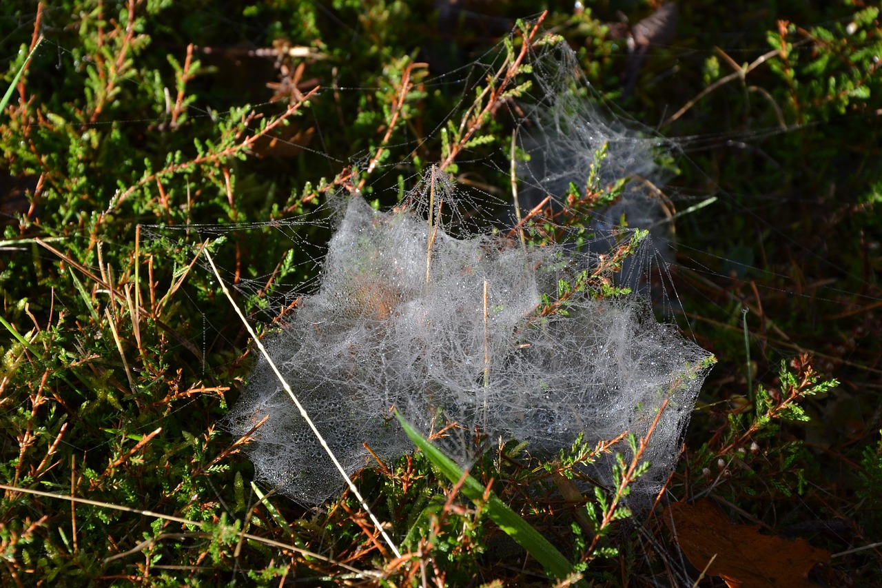 canvas spider spider web free photo