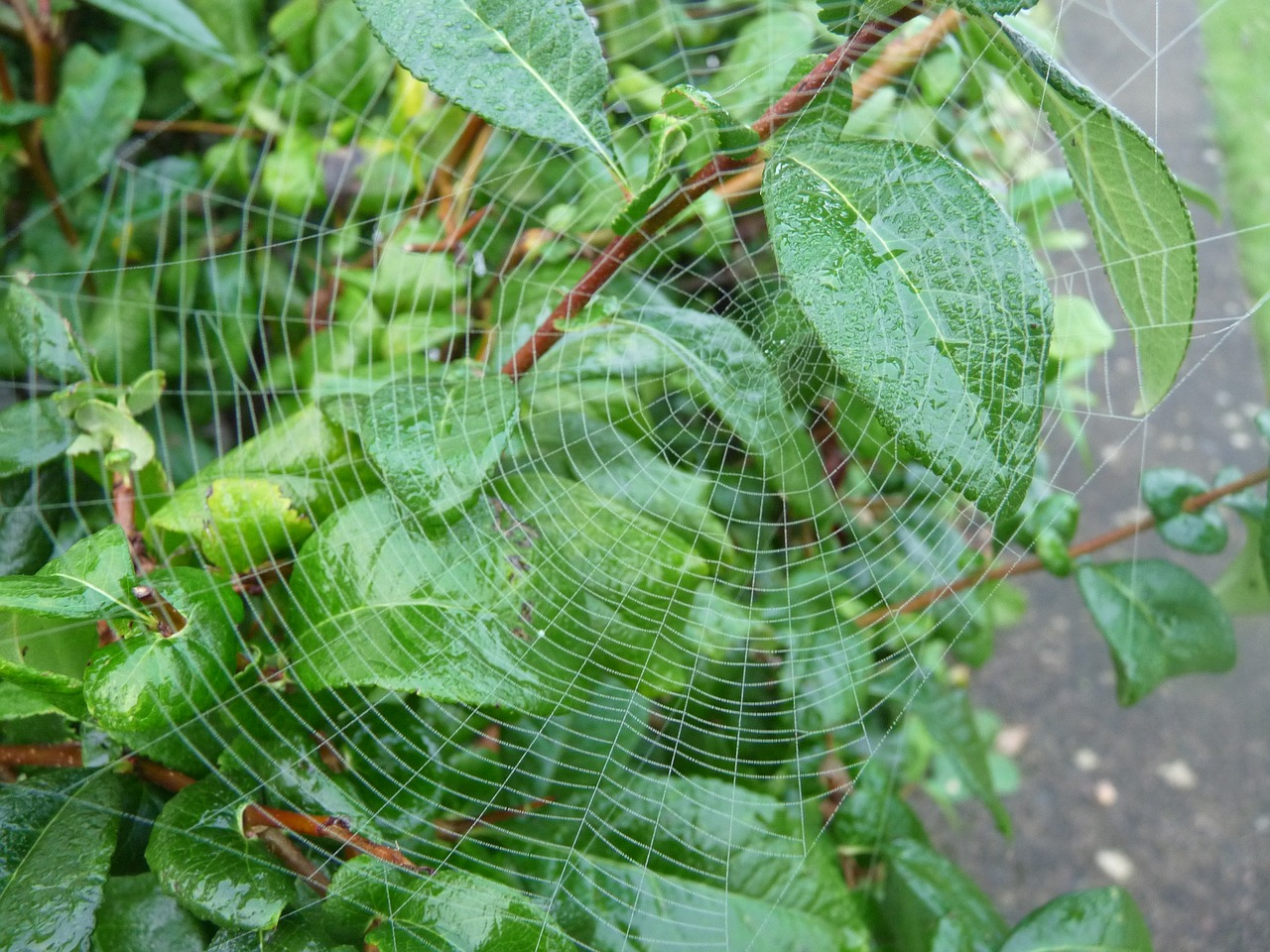canvas spider leaf free photo