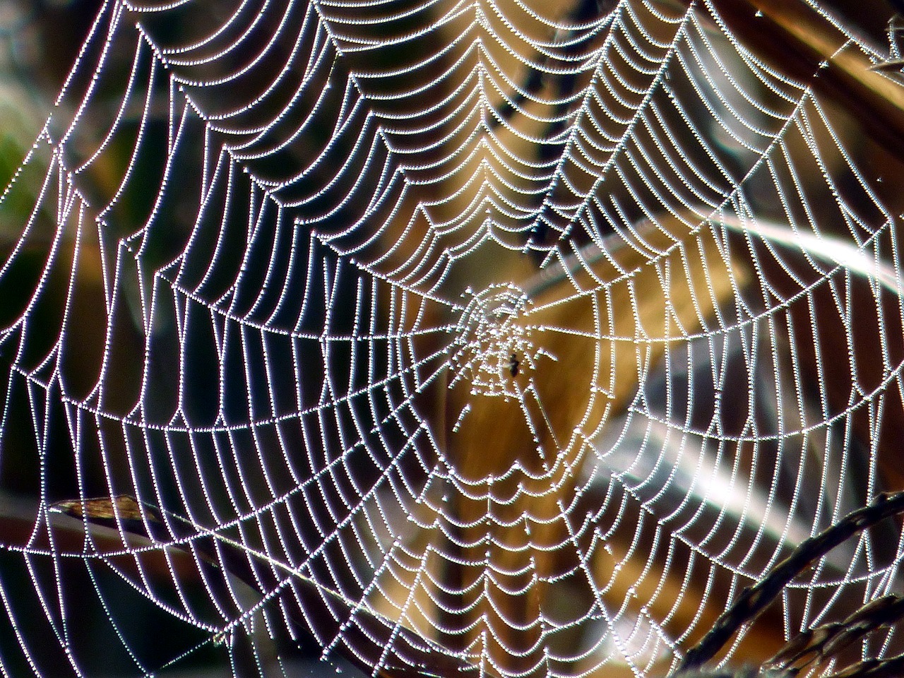 canvas spider nature free photo