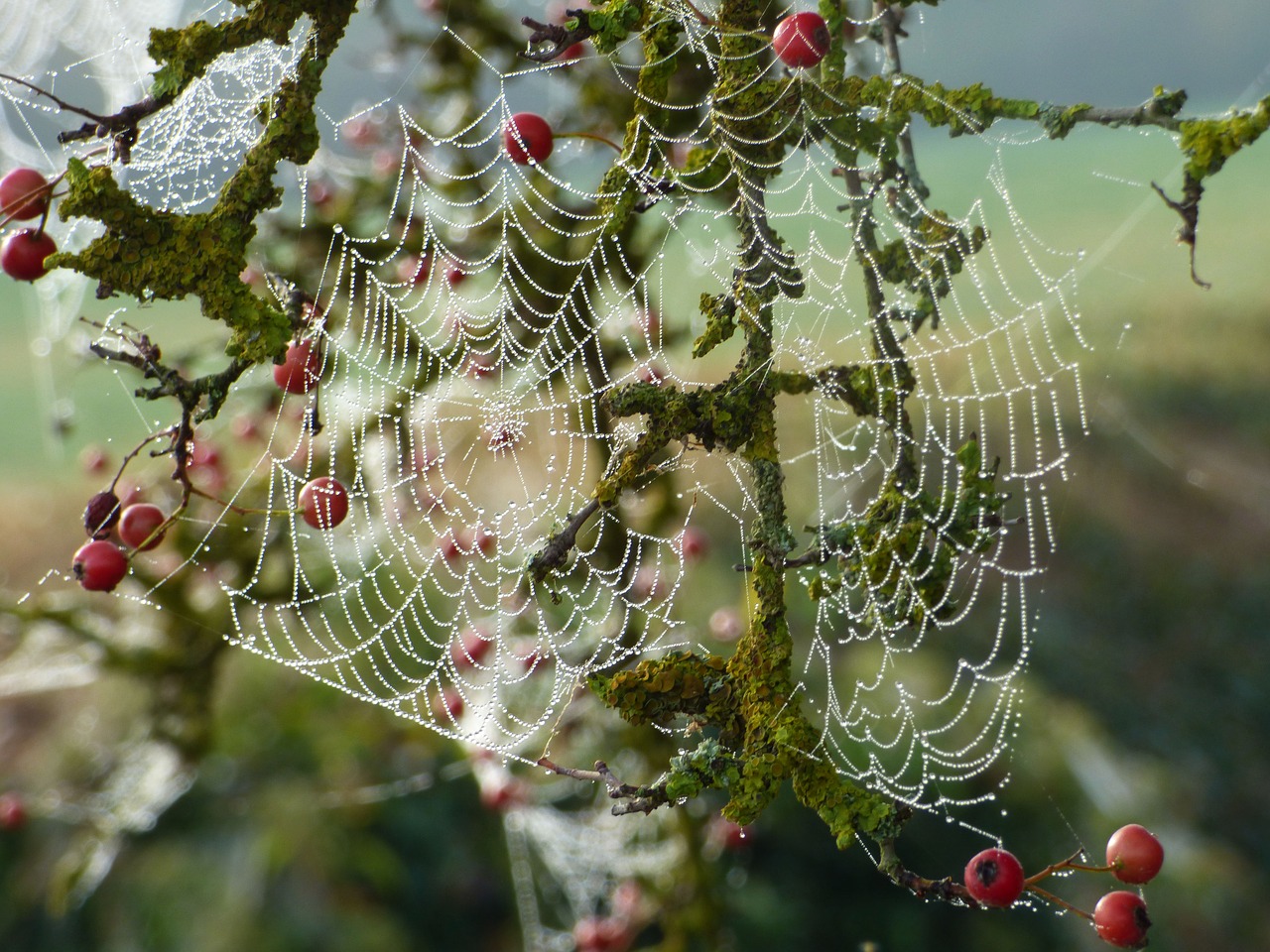 canvas  spider  nature free photo