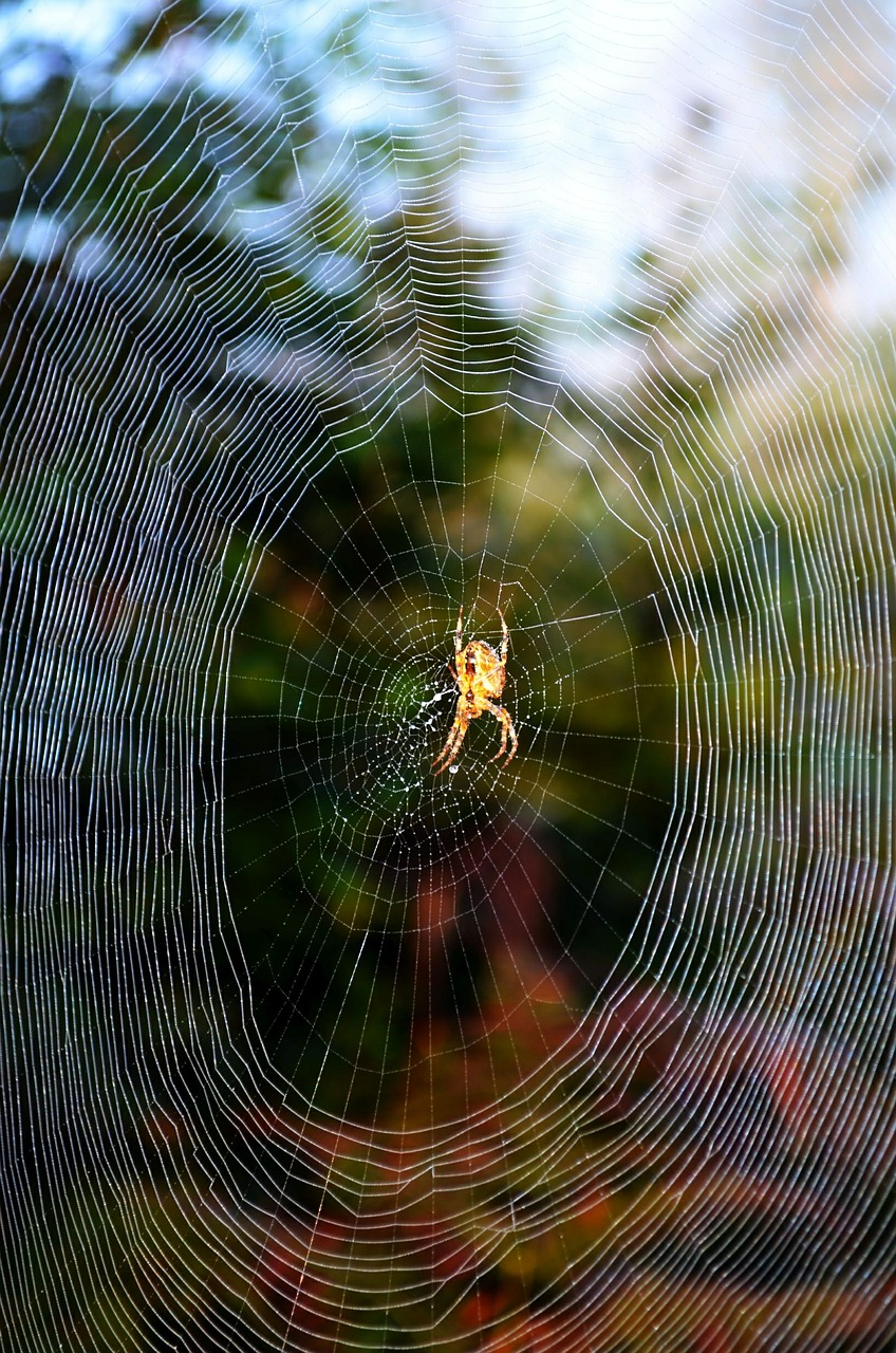 canvas spider nature free photo