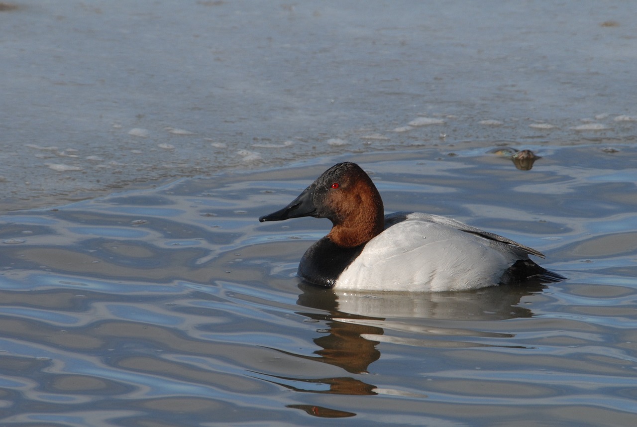 canvasback duck drake free photo