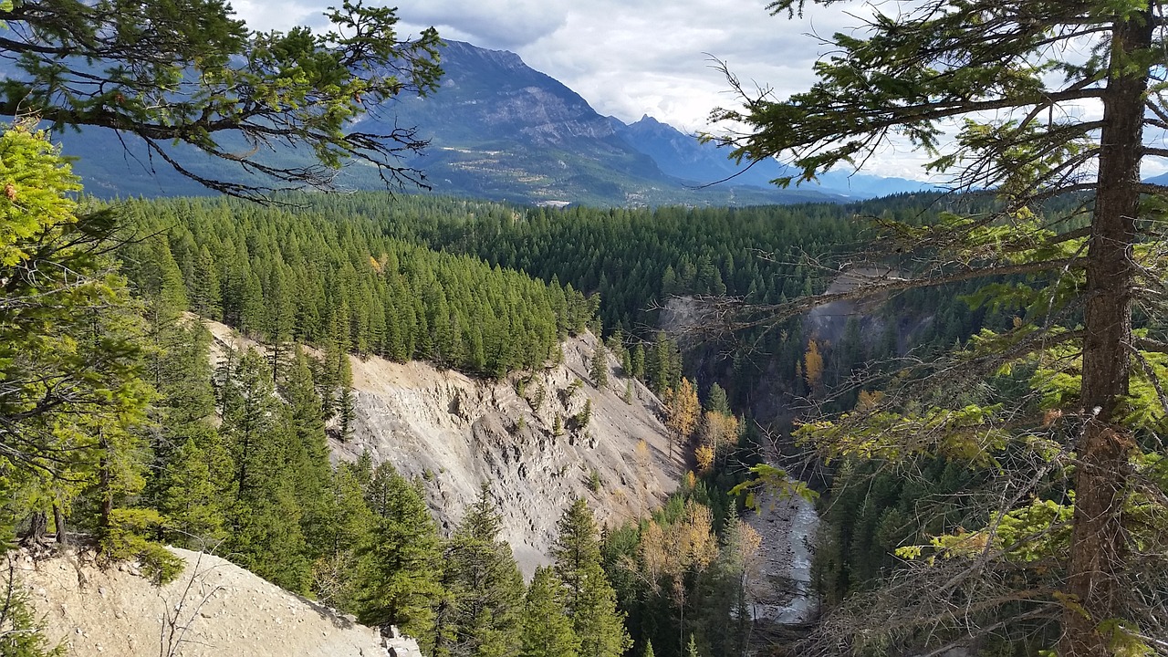 canyon trees landscape free photo