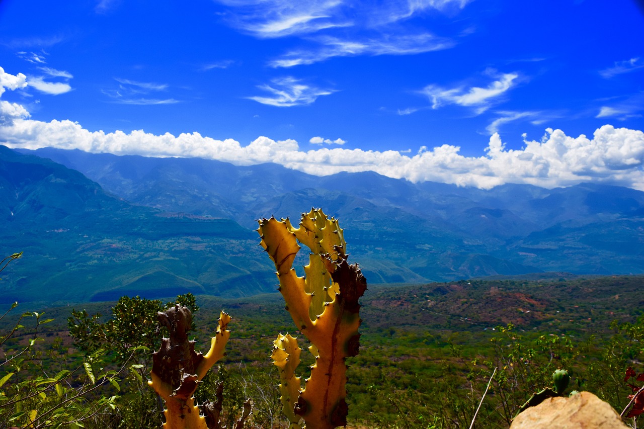 canyon cactus scenic free photo