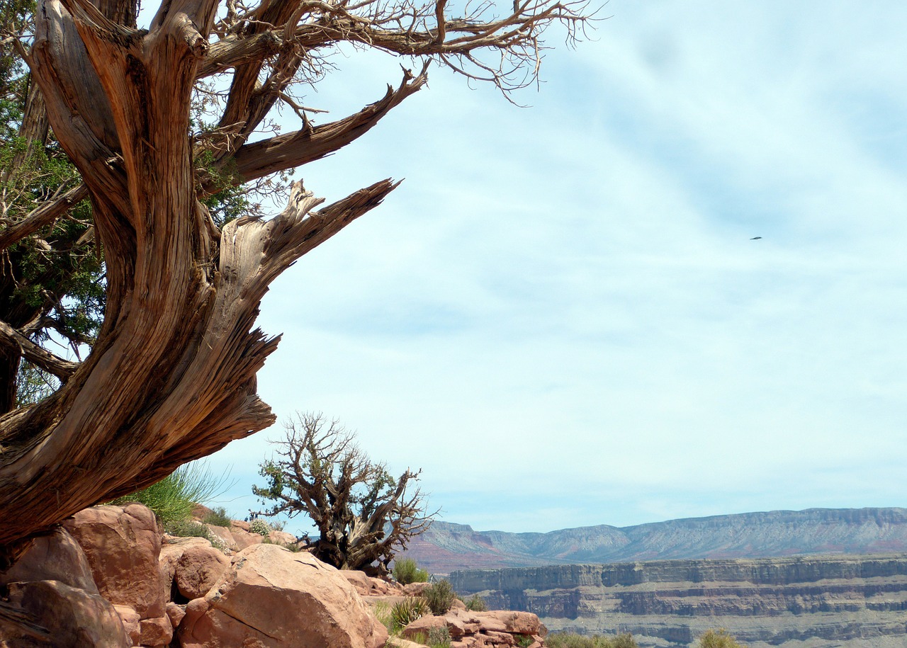 canyon nature grand canyon free photo