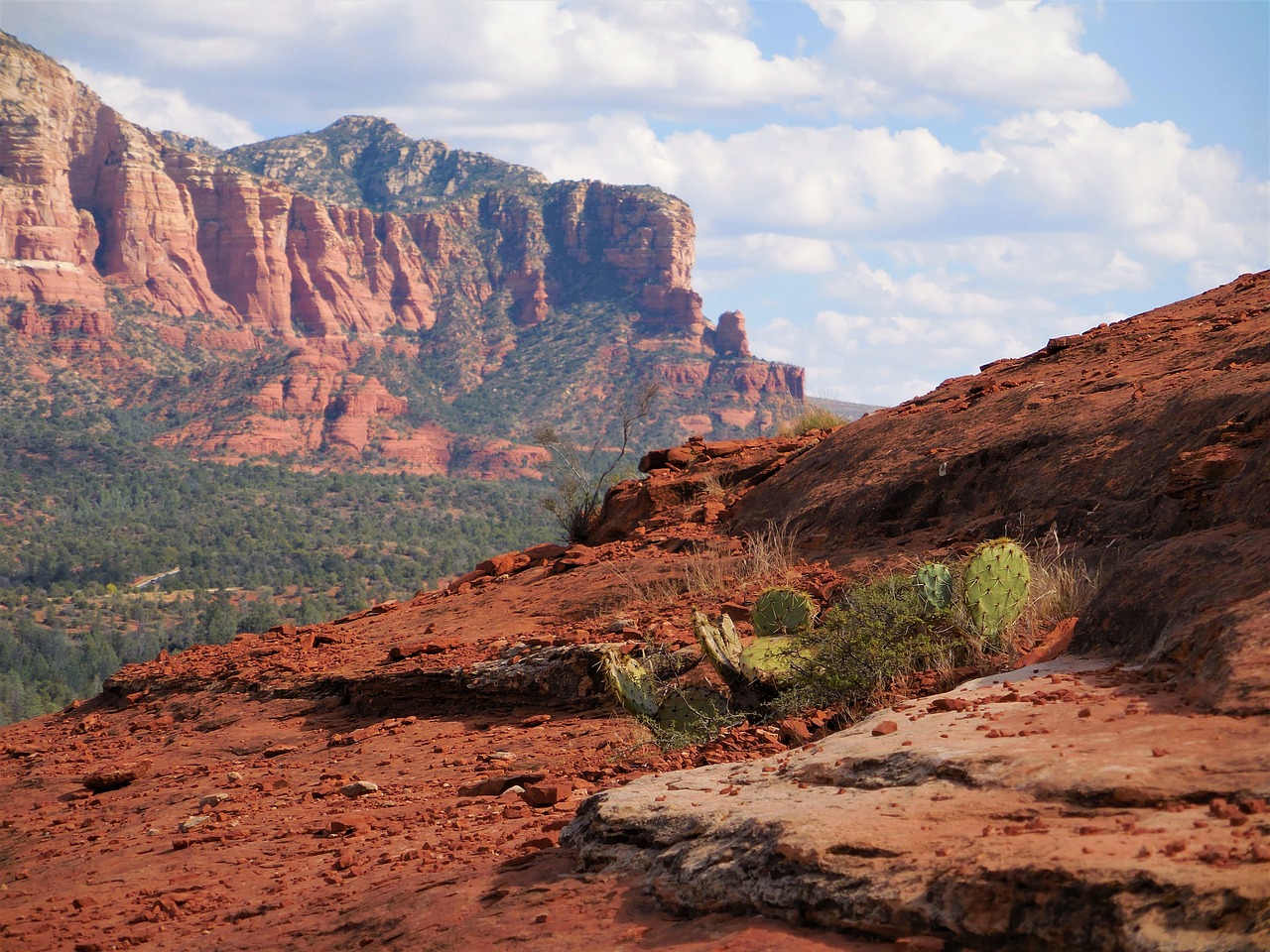 canyon  cactus  desert free photo