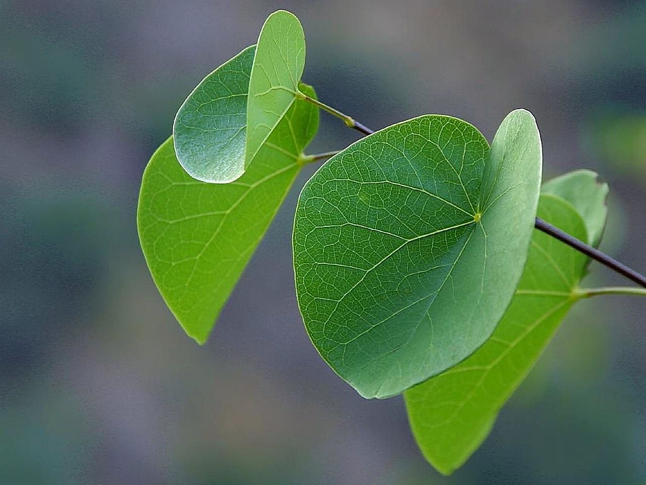 canyon leaves leaf free photo