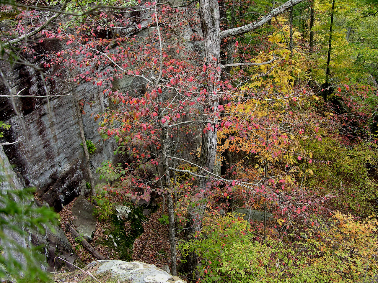 shawnee national forest free photo