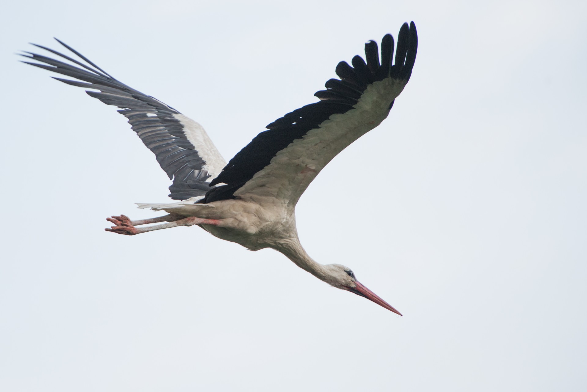 stork bird nature free photo